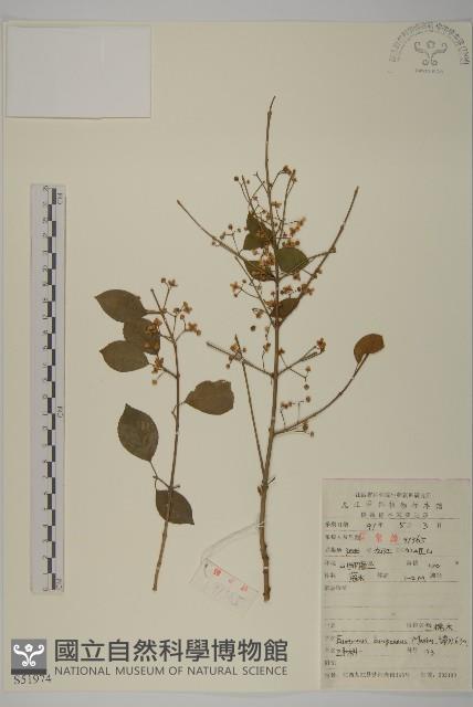 白杜藏品圖，第1張