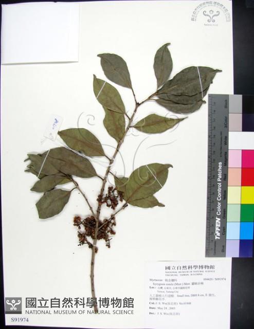 蘭嶼赤楠藏品圖，第1張