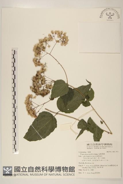 腺葉澤蘭藏品圖，第1張