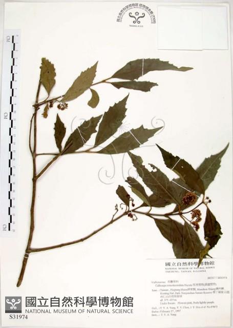 疏齒紫珠、恆春紫珠藏品圖，第1張