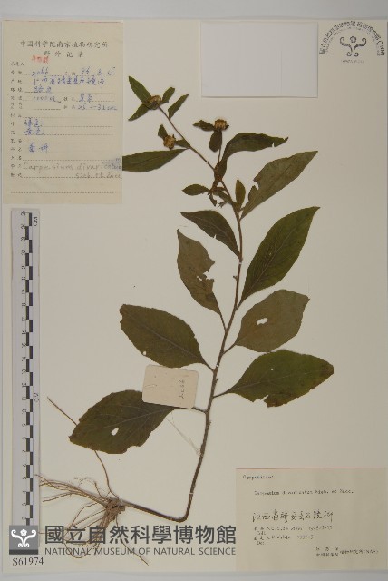 煙管草藏品圖，第1張