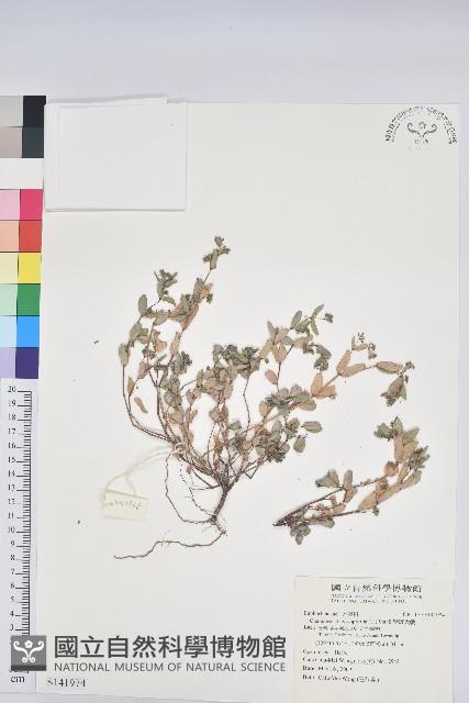 紫斑大戟藏品圖，第1張