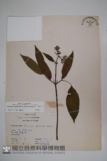 冇骨消藏品圖，第1張