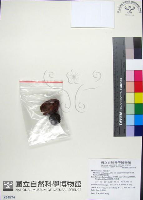 蘭嶼肉豆蔻藏品圖，第1張