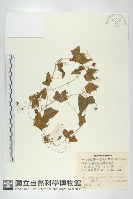 馬交兒藏品圖，第1張