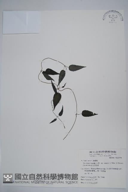 絨毛芙蓉蘭藏品圖，第1張
