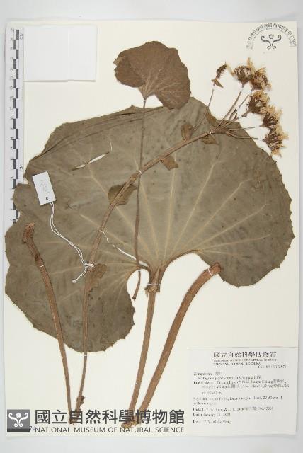 山菊藏品圖，第1張