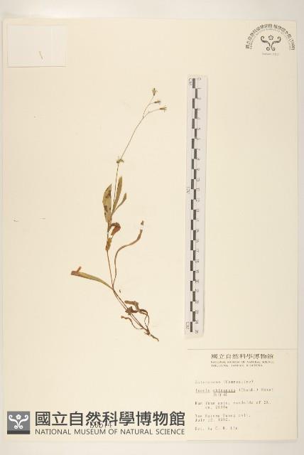 兔仔菜藏品圖，第1張