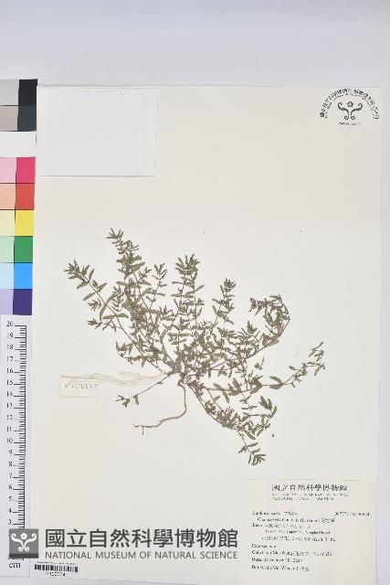 Accession Number:S190574 Collection Image