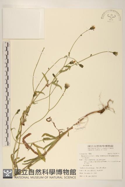 玉山毛蓮菜藏品圖，第1張