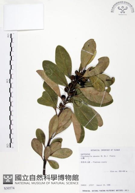 山欖、樹青藏品圖，第1張