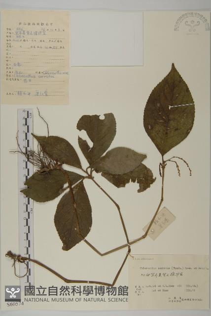 及己藏品圖，第1張