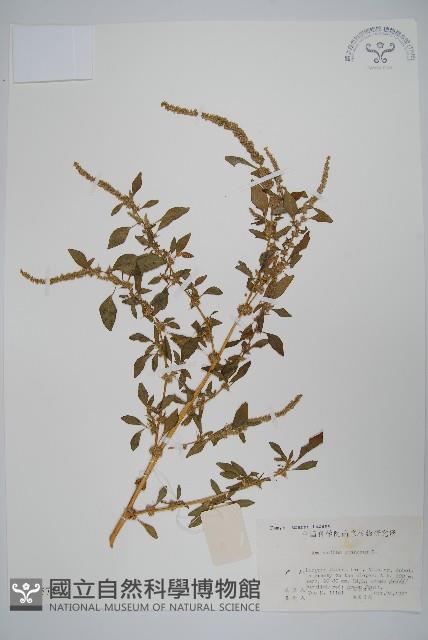 刺莧藏品圖，第1張