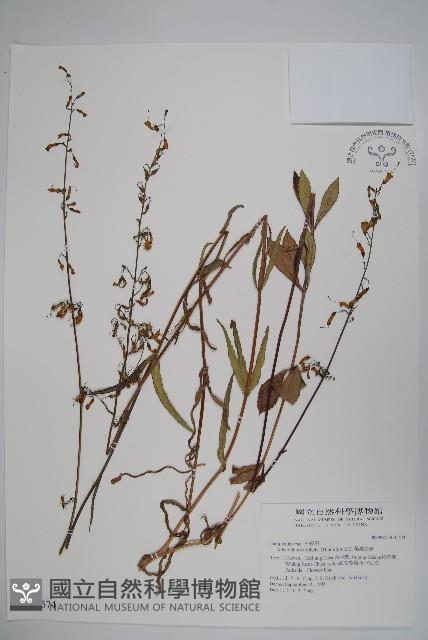 輪葉沙參藏品圖，第1張