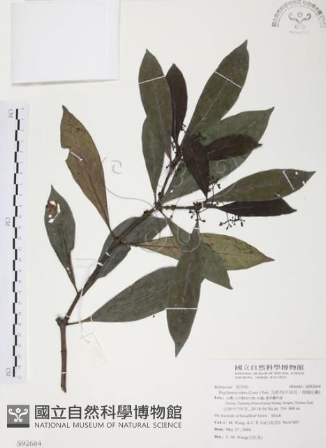 九節木、牛屎烏、青龍吐霧藏品圖，第1張