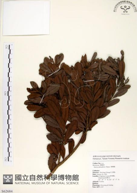 青楊梅藏品圖，第1張