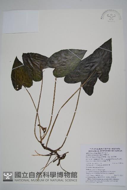 薄葉細辛、尾花細辛藏品圖，第1張