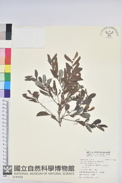 細葉饅頭果藏品圖，第1張