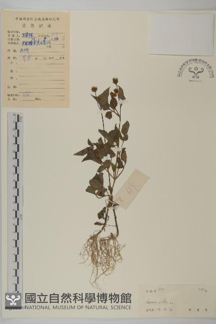 白花鬼針藏品圖，第1張