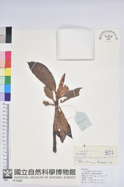 櫟葉杜鵑藏品圖，第1張