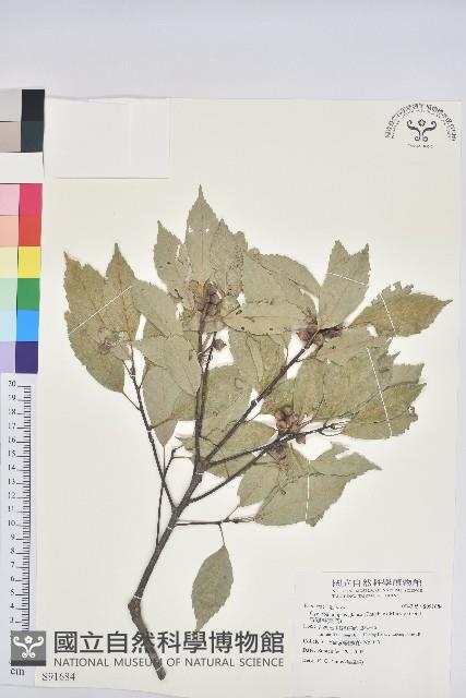 青剛櫟、鐵椆藏品圖，第1張