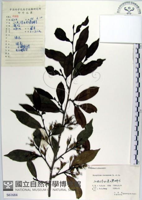 蚊母樹藏品圖，第1張