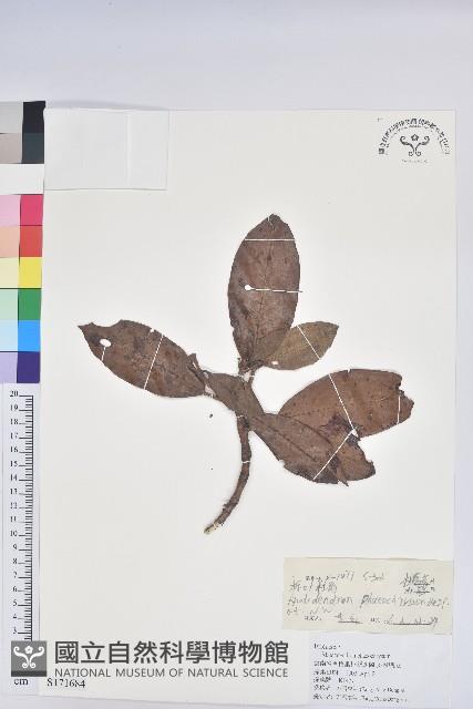 櫟葉杜鵑藏品圖，第1張