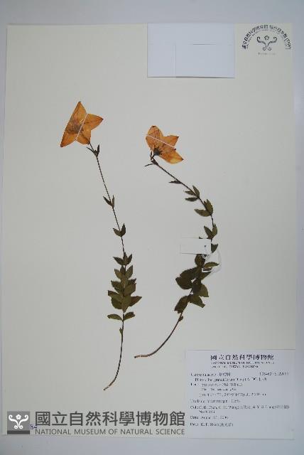 桔梗藏品圖，第1張