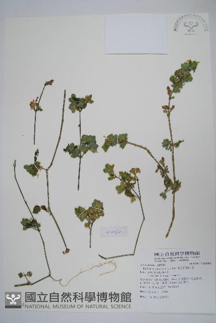 華九頭獅子草藏品圖，第1張