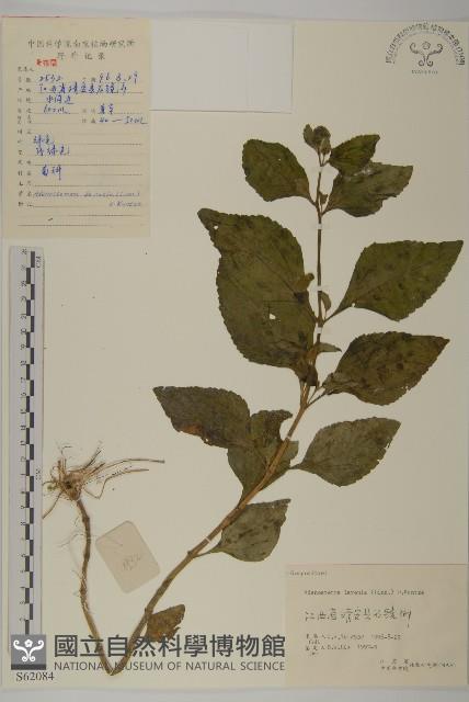 下田菊藏品圖，第1張