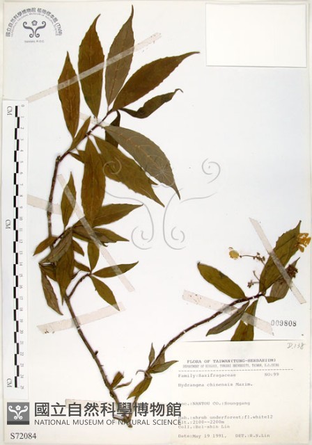 華八仙藏品圖，第1張