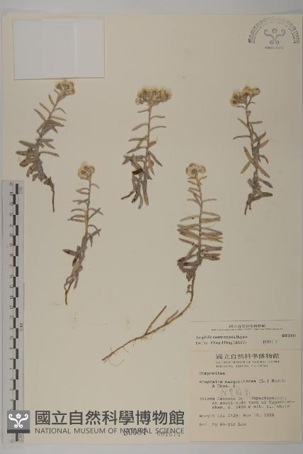 玉山抱莖籟簫藏品圖，第1張