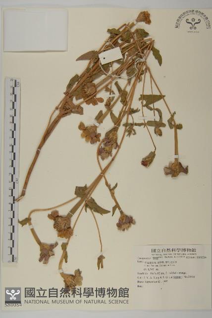 登錄號:S080084藏品圖，第1張