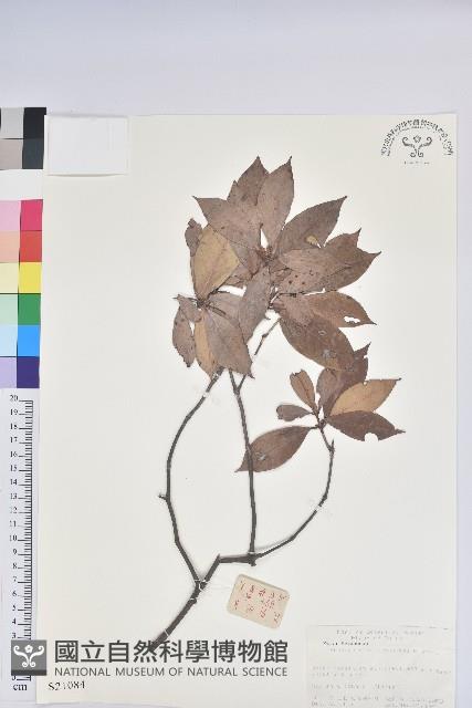 鹿角杜鵑、西施花、青紫木藏品圖，第1張