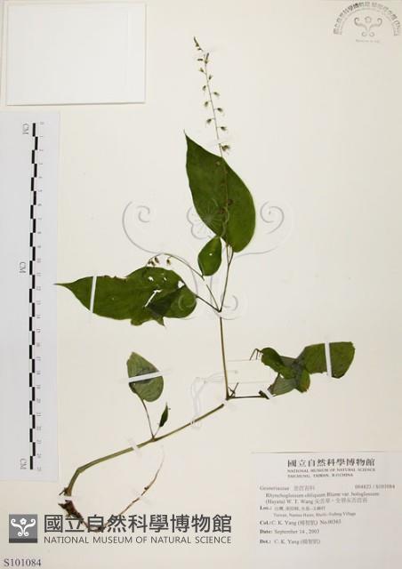 尖舌草、全唇尖舌苣苔藏品圖，第1張