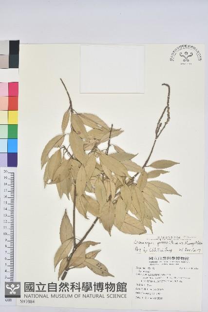 子彈石櫟藏品圖，第1張