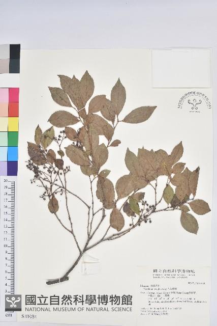 大葉越橘、來特氏越橘藏品圖，第1張