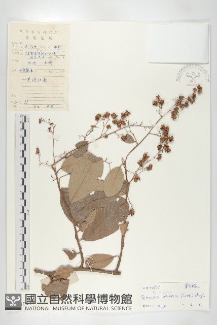 錫葉藤藏品圖，第1張