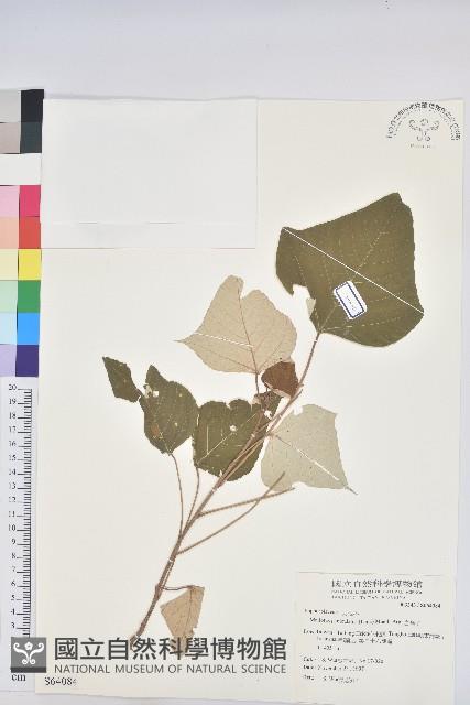 白匏子藏品圖，第1張