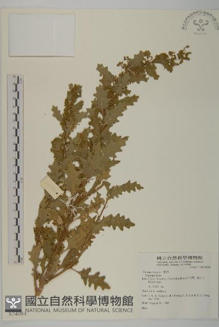 登錄號:S074084藏品圖，第1張