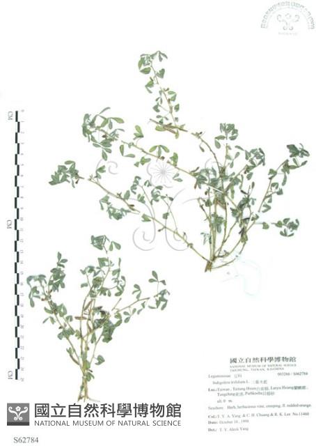 三葉木藍藏品圖，第1張