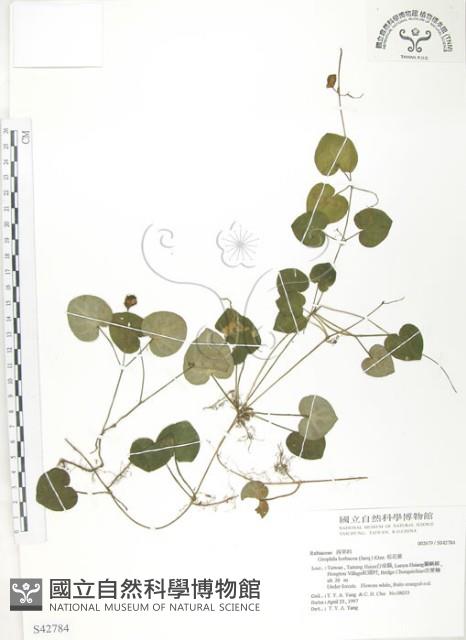 苞花蔓藏品圖，第1張