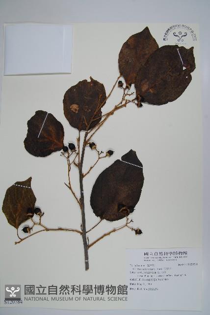 破布子藏品圖，第1張