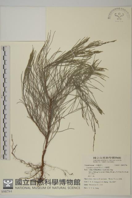 木麻黃藏品圖，第1張