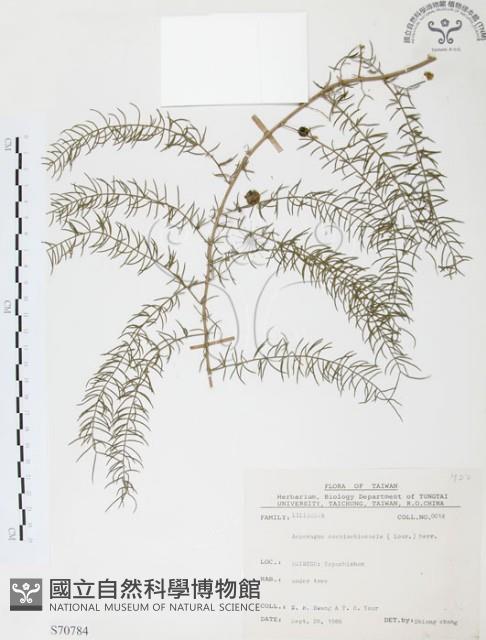 天門冬藏品圖，第1張