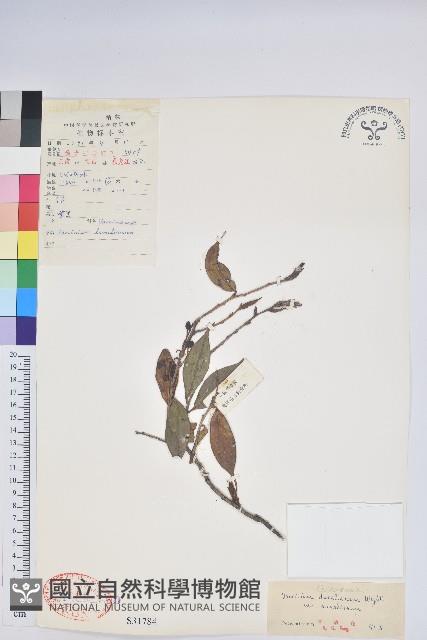 長穗越橘藏品圖，第1張