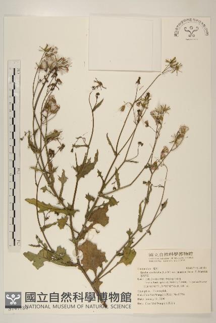 紫背草藏品圖，第1張