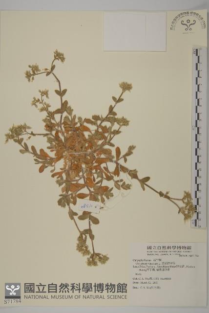 婆婆指甲菜藏品圖，第1張