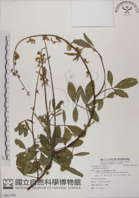 黃野百合藏品圖，第1張