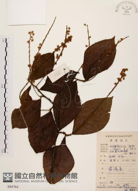 天料木藏品圖，第1張